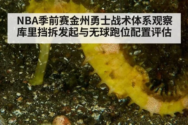 NBA季前赛金州勇士战术体系观察 库里挡拆发起与无球跑位配置评估